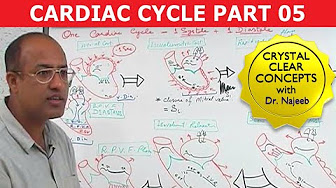 Cardiac Cycle Youtube