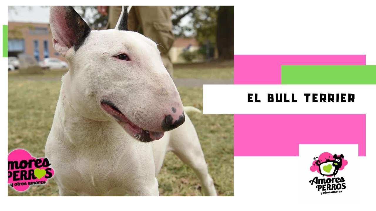 36 ideas de Perritos para guardar hoy | perros frases, perros, amor perruno  y más, image size:1280x720