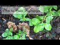 How to prune  Hydrangea plant
