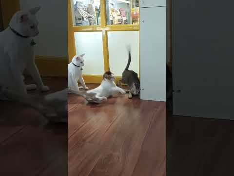 Видео: Jumping Cat