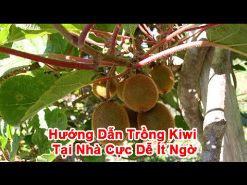 Video: Các Loại Cây Kiwi Cho Khu 7 - Mẹo Trồng Kiwi Trong Vườn Khu 7