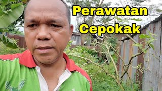 Cepokak !! Cara merawat pohon Cepokak / Rimbang @muller-67-S1i