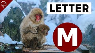 Letter M word SONG | M for Monkey