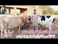 8 Australian freazian cows for sale in Bhalwal | Khuram dairy farm