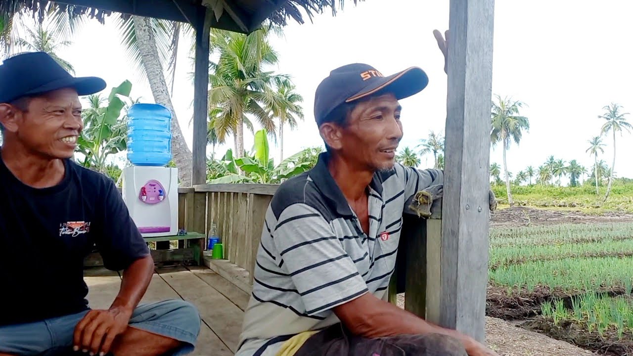 KELILING DI LAHAN PAK SLAMET TERNYATA SUDAH BANYAK TANAMANYA