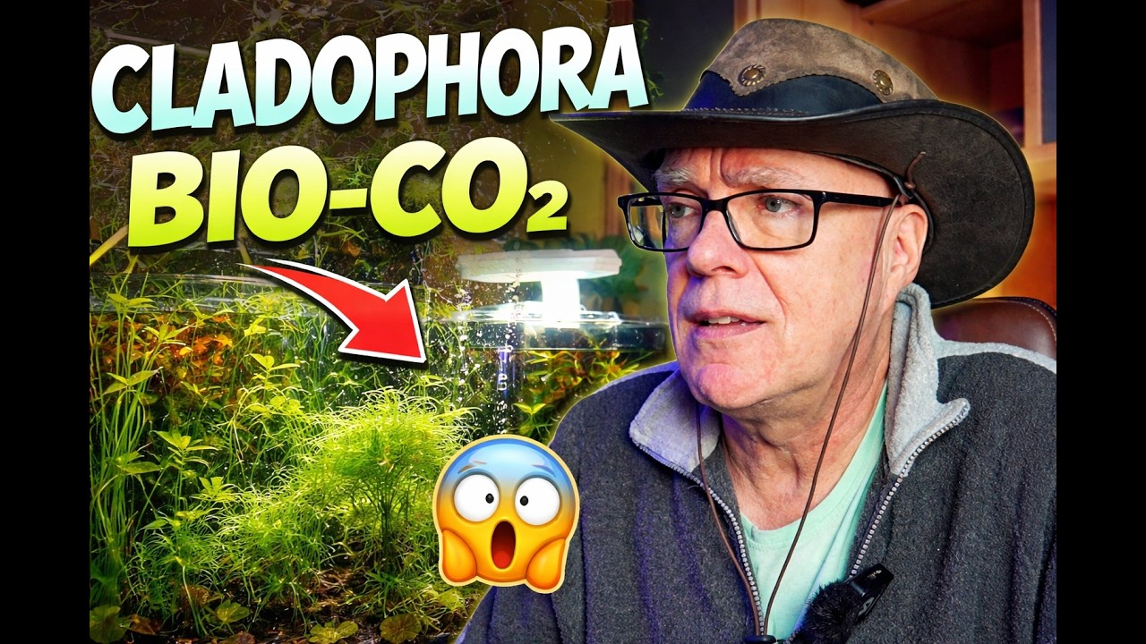 Pflanzenrückschnitt & Algen-Experiment