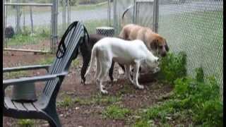 FOHA Buddies 6 27 13
