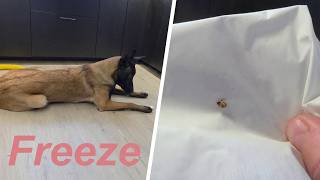 Training vs. Reality: Using the "Freeze" command for a tick removal! 🕷️ #malinois