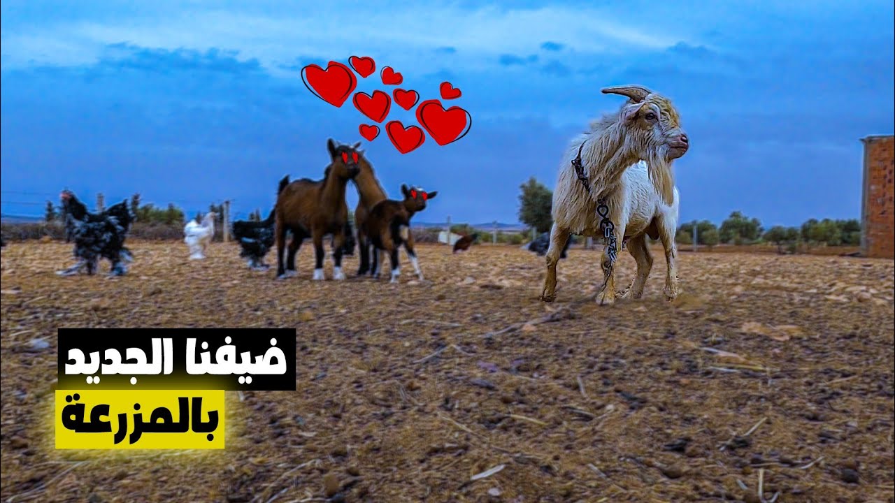 شراء ذكر ماعز قزم جديد وبداية العمل على إنتاج ألوان جديدة في المواليد/ زراعة الحديقة/ولادة الارنب