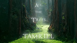 Jeremy Soule (Skyrim) — All the Trees of Tamriel [3 Hr. Extension]