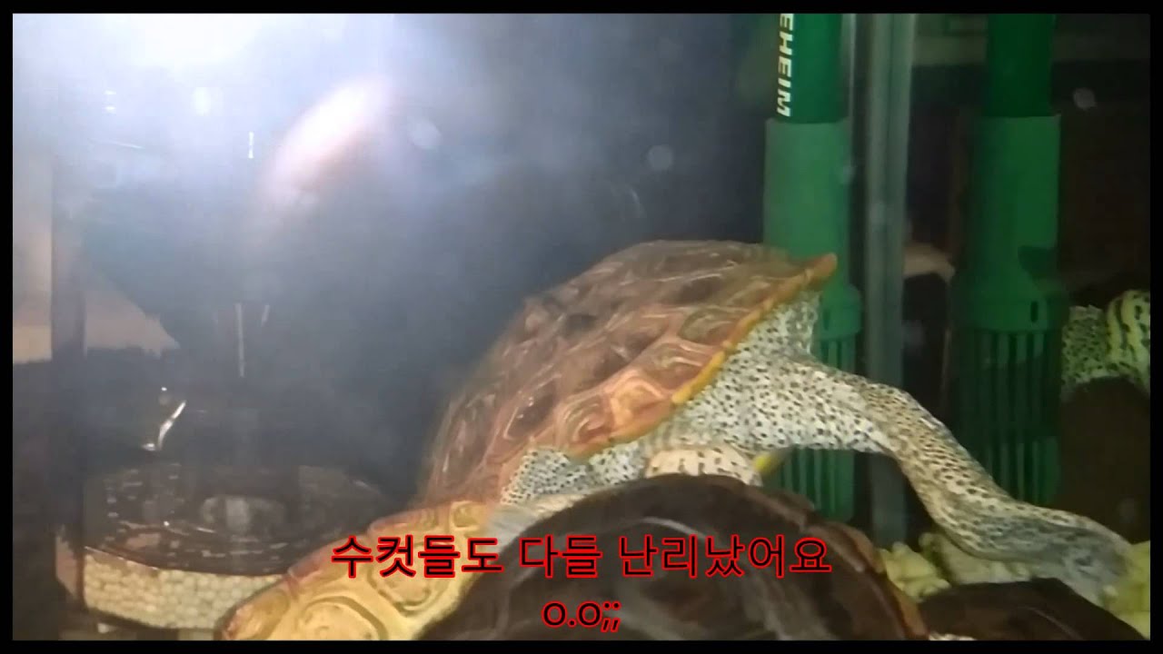 terrapin ridge farms Diamondback terrapin
