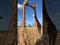 Hilarious Encounter! Man in Giraffe Costume Fools Wild Giraffes (Almost!)