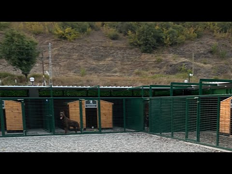 Achill 8.5 yaşında ve sahalarda🥰