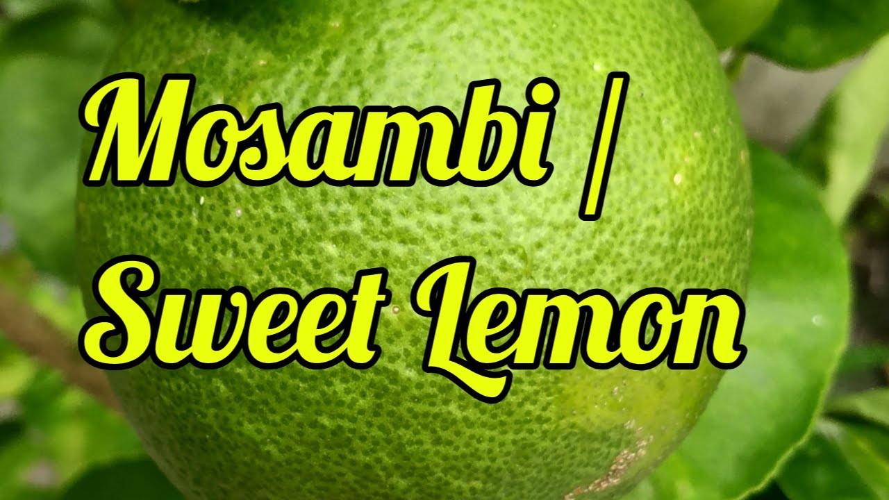 Mosambi / sweet lemon / mousambi/ how to grow mosambi in the best rooftop gardening 