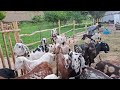 سلام دوستا عزیز هر نوع بز های نسلی موجود است آدرس تخار منطقه قبر قاضی 0702701723