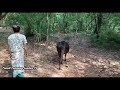       wow amazing  cow   tamil farming leader tv