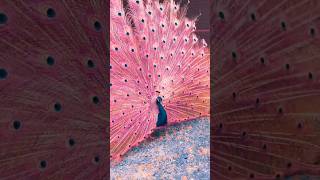 Muhteşem görüntüsü ile Tavus kuşu