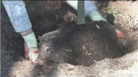 Fruit Trees : How to Plant Grapefruit Trees