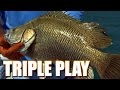 Most Delicious Fish In the World - Space Coast Tripletail Fishing