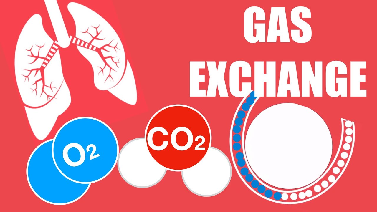 IGCSE Biology Gas Exchange YouTube