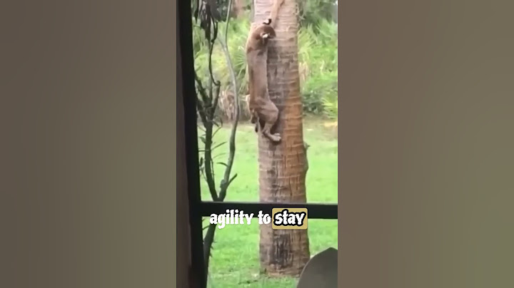 Bobcat Shows Insane Agility with Squirrel