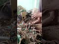 मिक्सर का फील्ड कॉइल कटिंग करना सीखे और रिपेयरिंग करना सीखे#viral #लाइव #livestream #@AinulAb