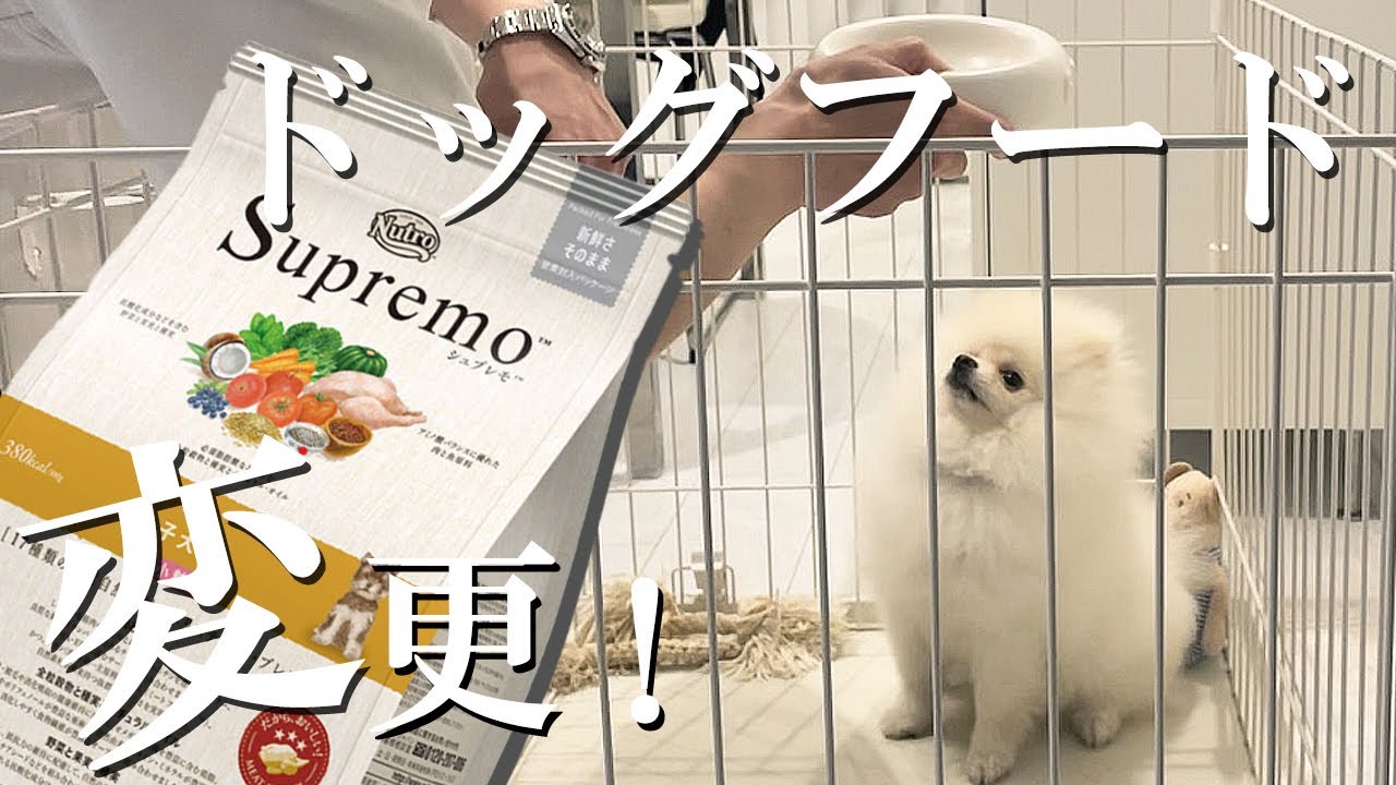 【ドッグフード】ニュートロのSupremo(シュプレモ)をポメラニアンのハクさまが食べてみた！