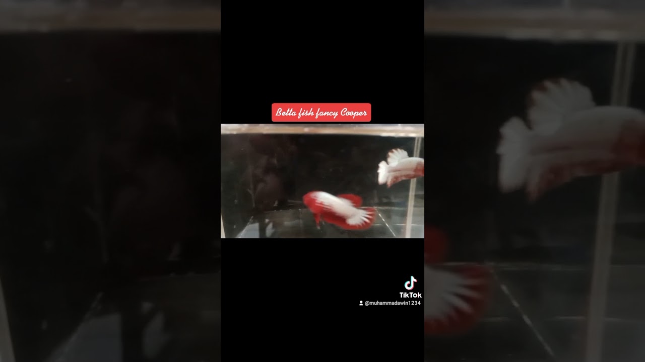 CUPANG FCCP Betta Fish Fancy Cooper YouTube cupang-fccp-betta-fish-fancy-cooper-youtube