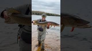GIGANTIC U.P. Pike With Damaged Gill! #fish #fishing #pike #pikefishing #catchandrelease #michigan