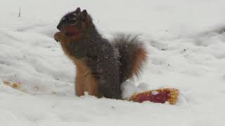 Squirrels Breakfast In Snow
