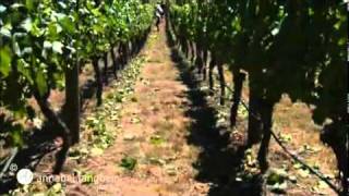 Verjuice from Rippon Winery, The Free Range Cook series one