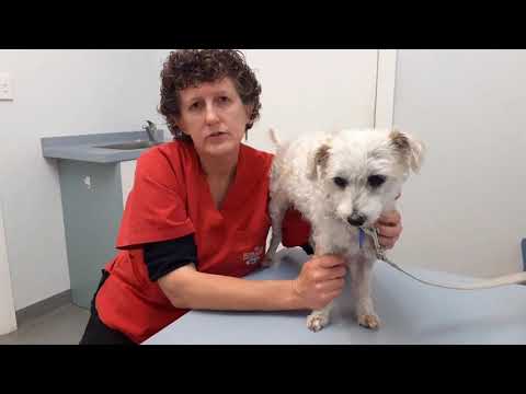 Anal gland burst abscess -  Wink