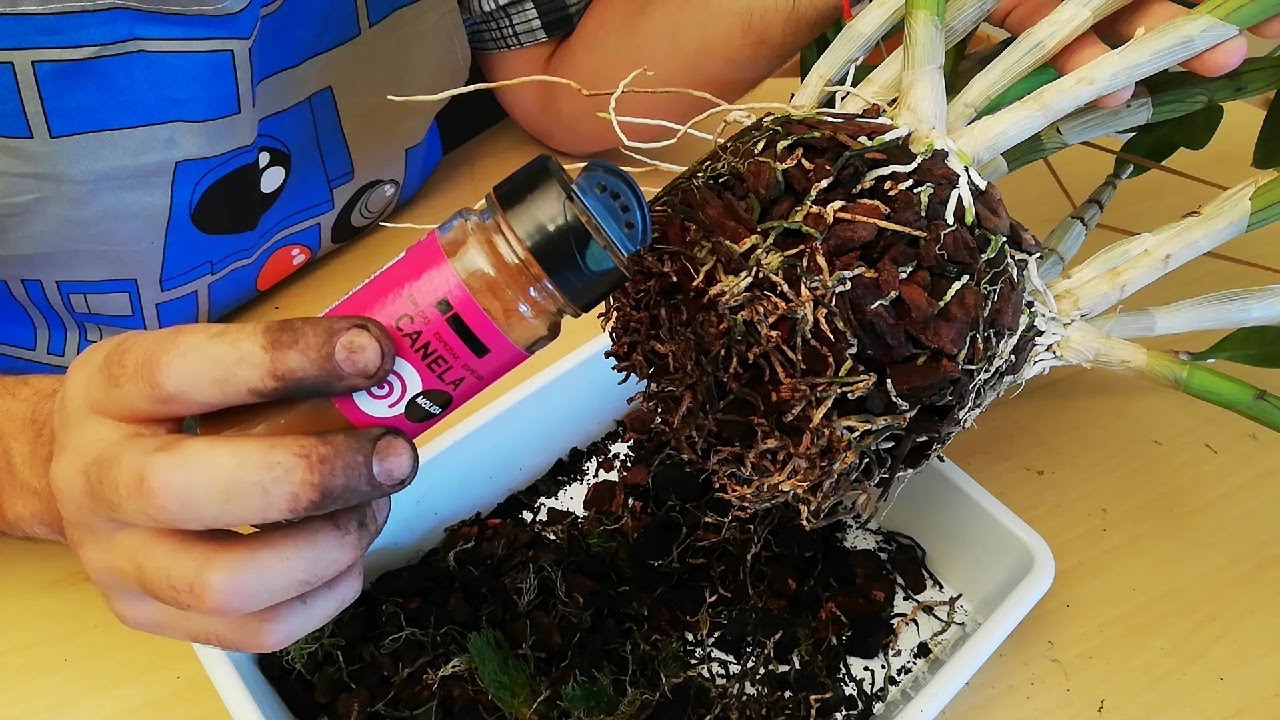 El mejor momento, sustrato y maceta para hacer el trasplante de una orquídea Dendrobium Phalaenopsis