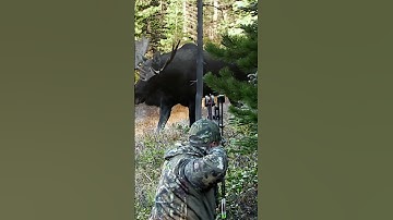Thumbnail of A bull moose grunting with every step is one of those sounds you'll never forget! #bowhunting #moose