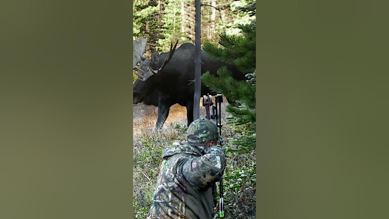 A bull moose grunting with every step is one of those sounds you'll never forget! #bowhunting #moose