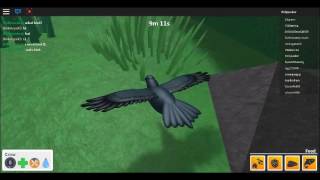 roblox bird simulator