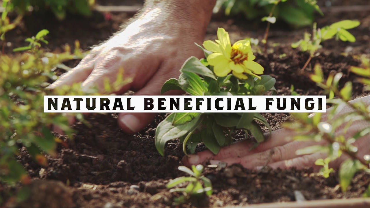 DYNOMYCO C- Premium Mycorrhizal Fungi for the Canadian Market