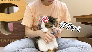 🐈甘えん坊猫が初めて本気でママを噛みました…泣
