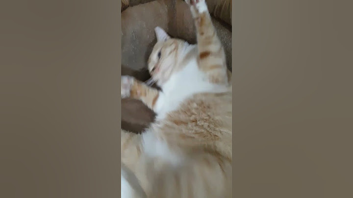 Gato Amarelo destruindo sofá #gatos #pets #shorts