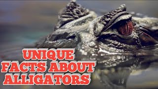 unique facts about alligators