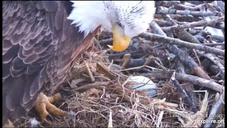 Decorah Eagles ~ MOM DECORAH LAYS FIRST EGG OF 2020 SEASON!! 💕💖 DM2 Brings Her A Fish! 2.26.2020