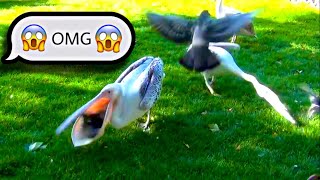 Pelican eats a whole pigeon in few minutes || In London