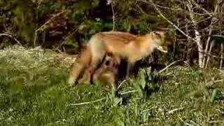 Mom fox serving breakfast to 2 of 3 kits