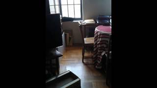 Download lagu FRED less scared west village cat visitor nyc FRED less scared west village cat visitor nyc