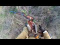 Открытие охоты на фазана,2017 г. Pheasant hunting with german wiheraired pointer.