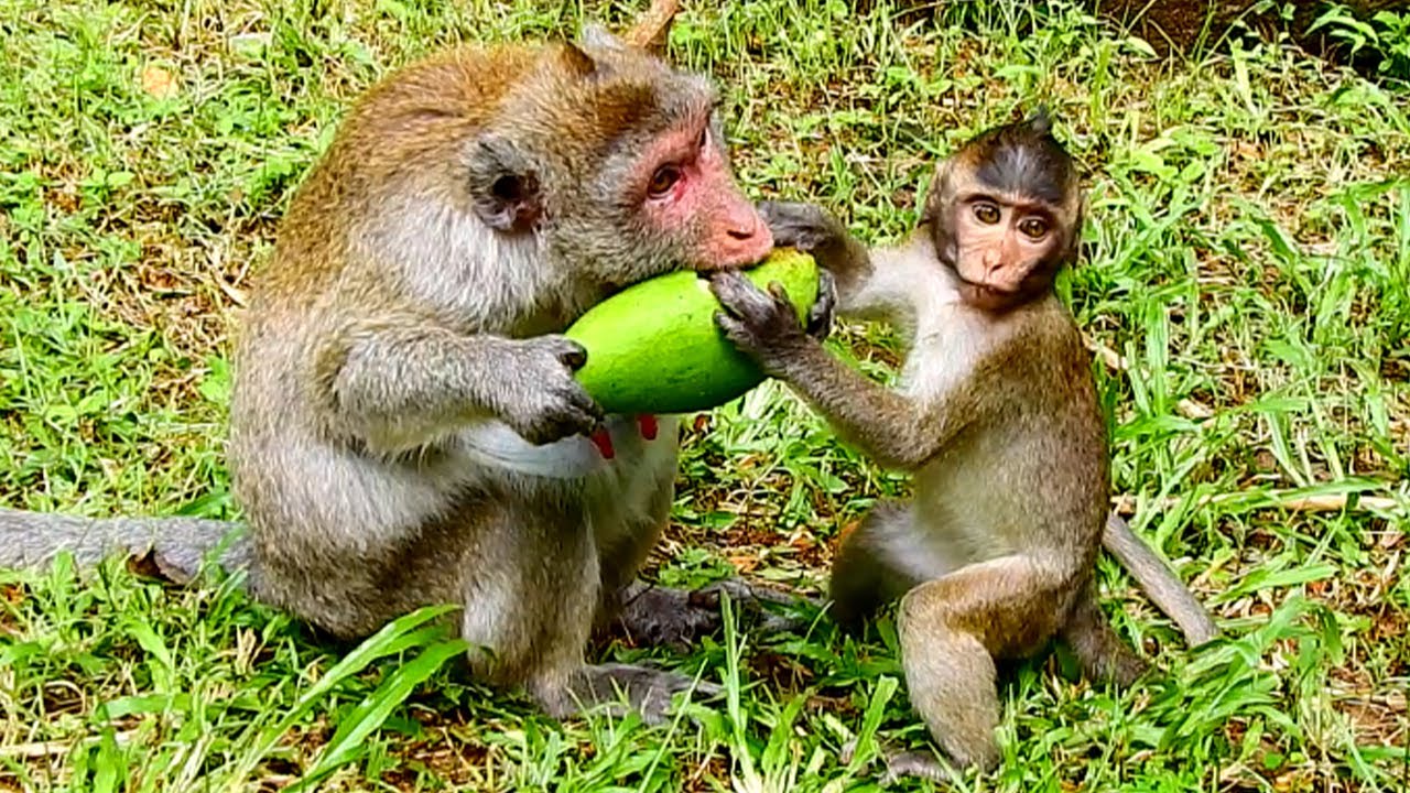 OMG.. Jazzy Monkey Feel Uncomfortable When Jane Monkey So Greedy Eating ...