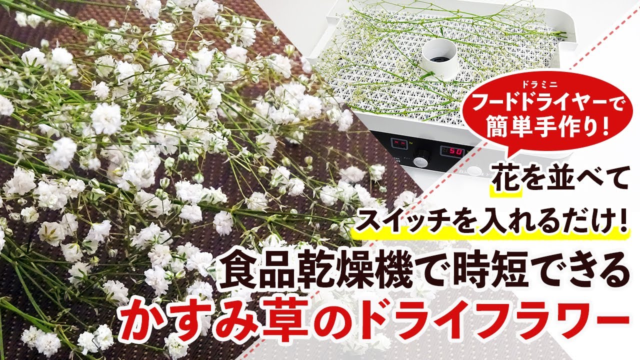 6時間で完成！】フードドライヤーで時短できるかすみ草のドライ 