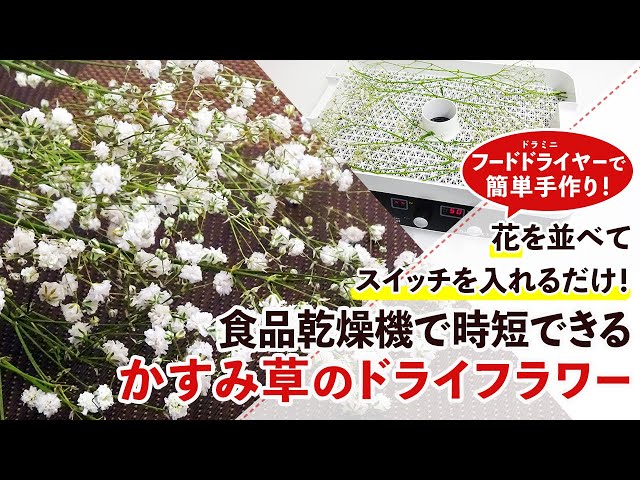 6時間で完成！】フードドライヤーで時短できるかすみ草のドライ