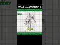 What Peptides Actually Do In Your Body