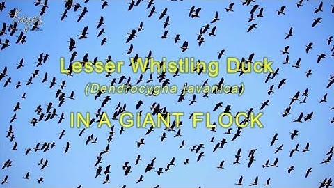 Lesser Whistling Duck Dendrocygna javanica  THOUSANDS of DUCKS FLYING